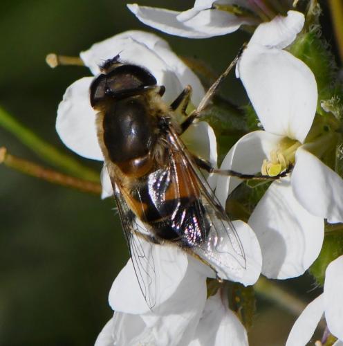 Réf. 247 255 : Eristalis similis